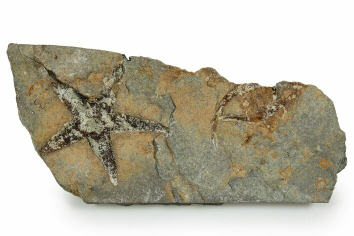 Ordovician Starfish (Petraster?) Fossil - Morocco #350561